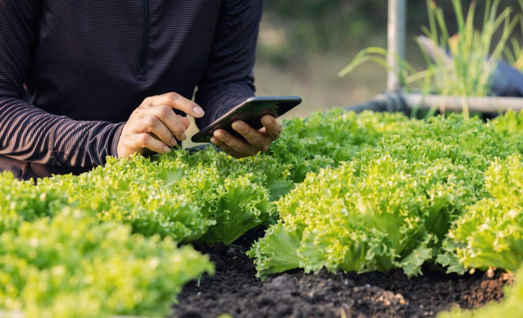Farmer monitoring crop health using an AgTech mobile application.